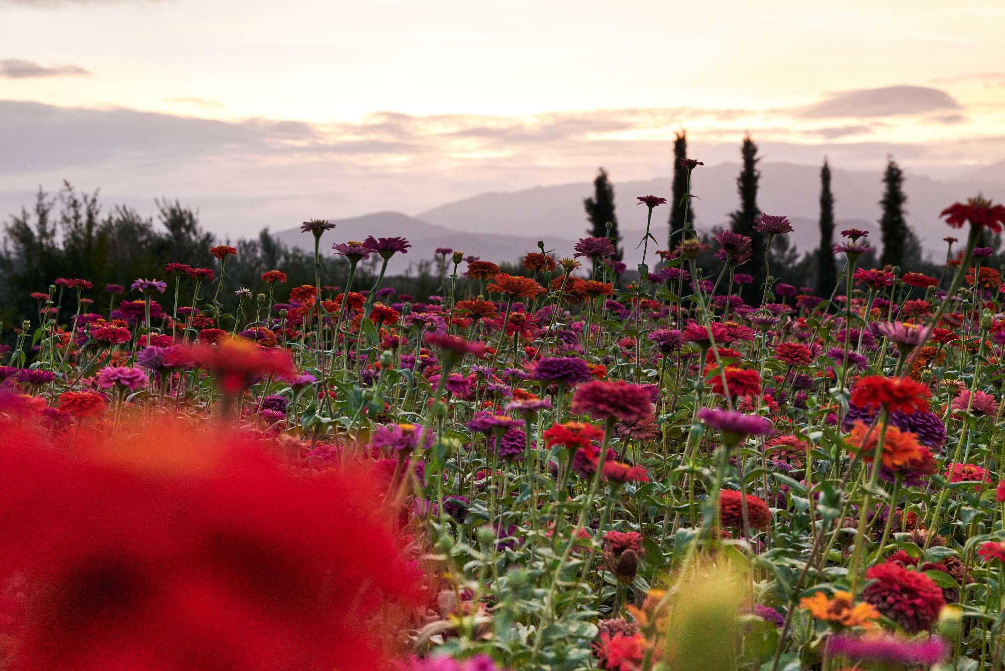 YSL ウリカコミュニティガーデン | イヴ・サンローラン・ボーテ公式